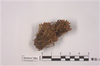 藏品(灰綠合葉蘚)的圖片